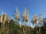 Capim dos Pampas (Cortaderia selloana)<br />Foto: Edith Ester Zago de  Mello 